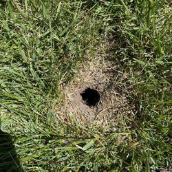 Got Gophers - Gopher hole