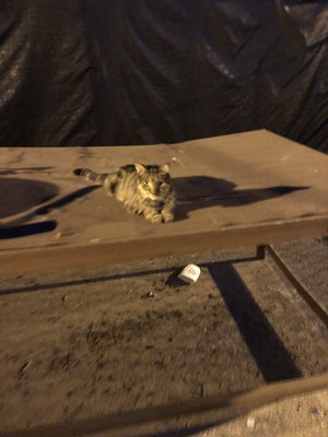 LO-Fi Brewing by null