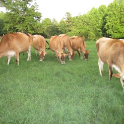 Samaria Farm & Dairy