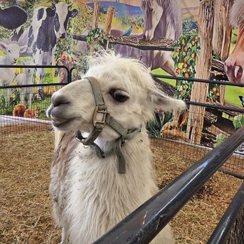 Florida State Fairgrounds - Festivals Near Me - Tampa, Florida Florida State Fairgrounds - Festivals Near Me - Tampa, Florida