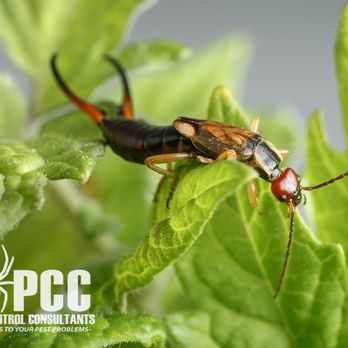 Pest Control Consultants - Pest Control Near Me - St. Charles, Illinois Pest Control Consultants - Pest Control Near Me - St. Charles, Illinois