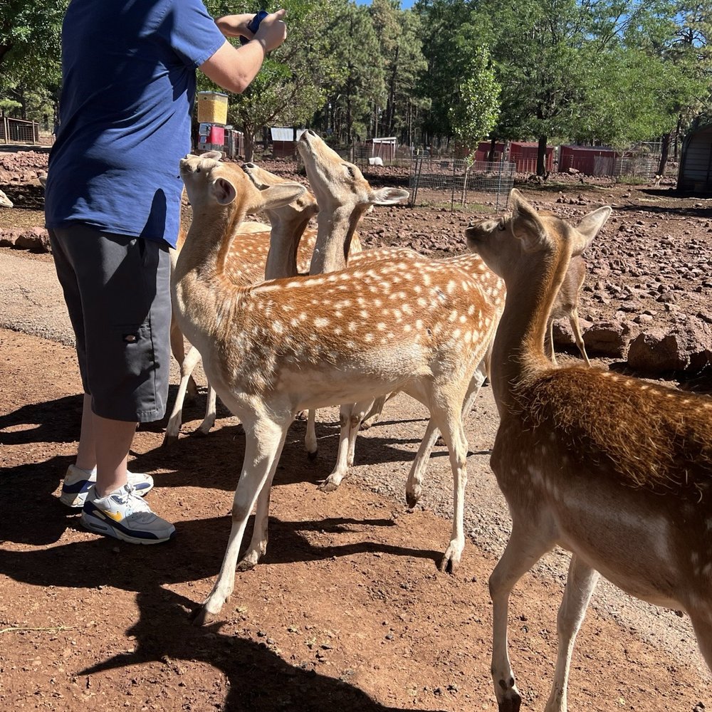 Grand Canyon Deer Farm - Zoos Near Me - Williams, Arizona Grand Canyon Deer Farm - Zoos Near Me - Williams, Arizona