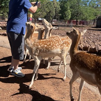 Grand Canyon Deer Farm - Zoos Near Me - Williams, Arizona Grand Canyon Deer Farm - Zoos Near Me - Williams, Arizona