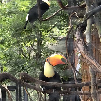 Memphis Zoo - Toco toucan birds - Zoos Near Me - Memphis, Tennessee Memphis Zoo - Toco toucan birds - Zoos Near Me - Memphis, Tennessee