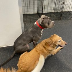Dogtopia