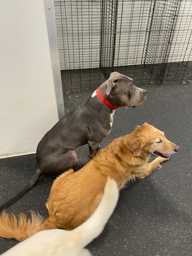 Dogtopia - pet boarding facility in Virginia Beach, VA