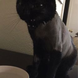 Humane Society-Central Missouri - Thebe (Oreo), the Princess of Light and Shadows, celebrates her first day home after successful heart surgery with a midday snack.