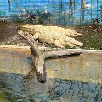 Gatorland - Zoos Near Me - Orlando, Florida Gatorland - Zoos Near Me - Orlando, Florida