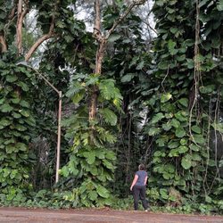 Kamehameha Park - Monstera climbing up the trees me at the bottom