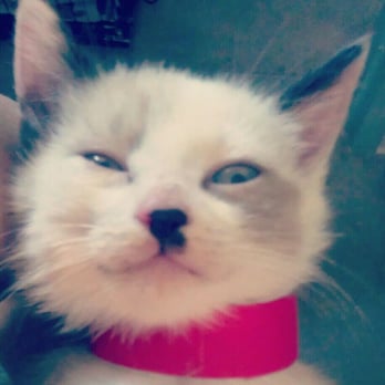 Harbor Animal Services Center - There's always adorable kittens. - Animal Shelters Near Me - San Pedro, California