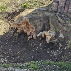 Oak Creek Outdoor Services - Stump removal