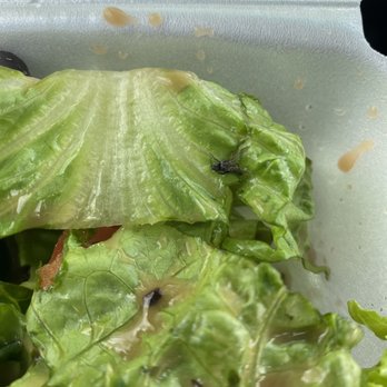 Mogio's Gourmet Pizza - Dead Fly in salad - Pizza Near Me - Murphy, Texas Mogio's Gourmet Pizza - Dead Fly in salad - Pizza Near Me - Murphy, Texas