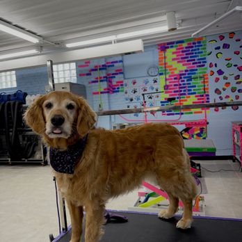 Uncle Nick's Doggy Dipps - Pet Groomers Near Me - Chaska, Minnesota Uncle Nick's Doggy Dipps - Pet Groomers Near Me - Chaska, Minnesota