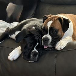 Perfect Paws Animal Training