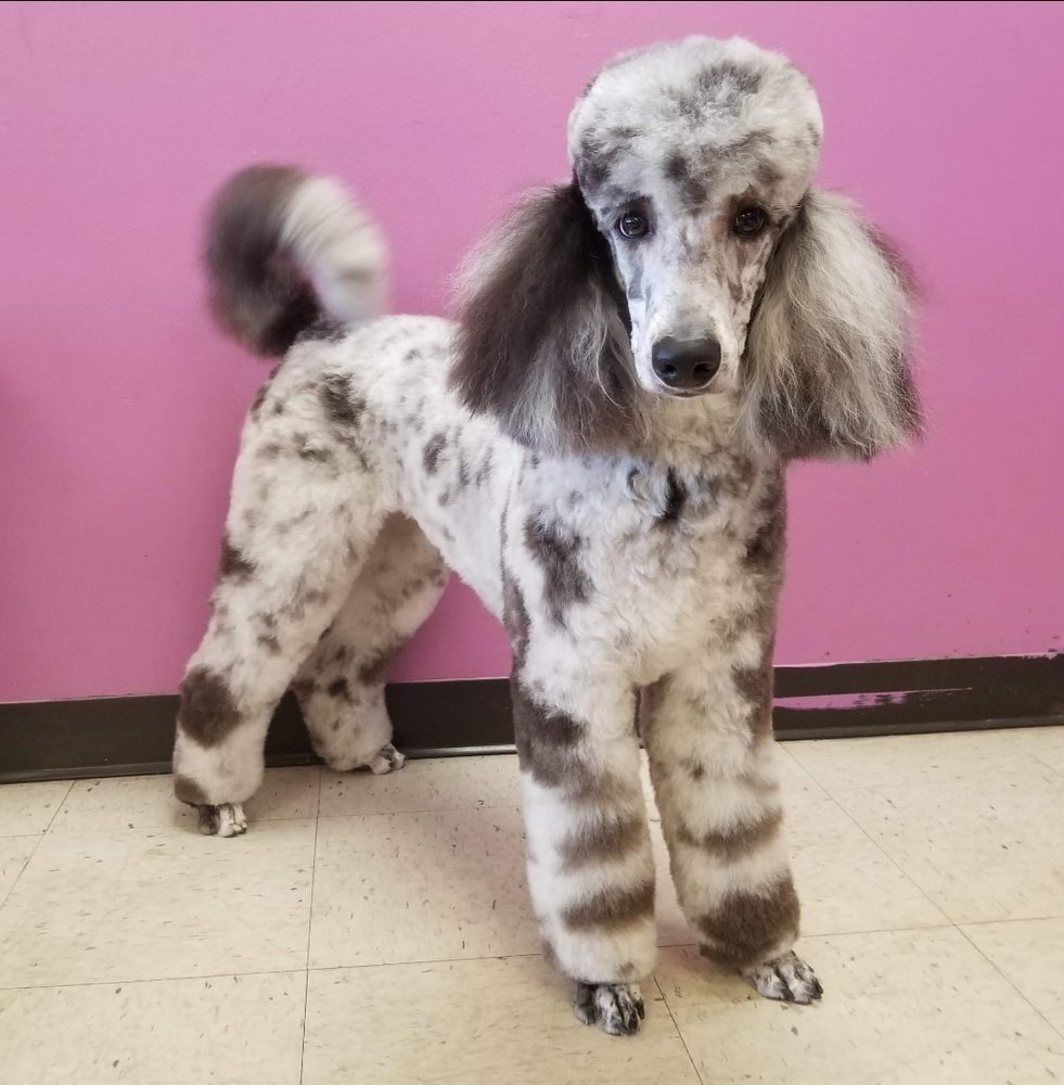 SCRUBAPUP Updated September 2024 14 Photos Kent, Washington