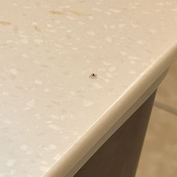 spider spider