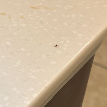 Q Nails - spider - Nail Salons Near Me - Alamogordo, New Mexico Q Nails - spider - Nail Salons Near Me - Alamogordo, New Mexico