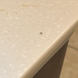 Q Nails - Spider