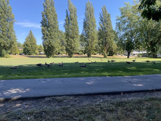John Hendry Park (Trout Lake Park) by null
