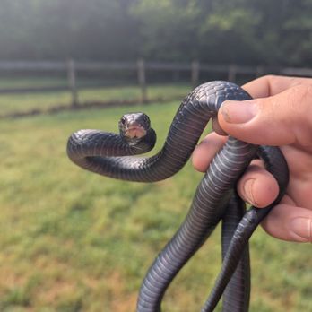 Hall's Wildlife Control - Black snake - Wildlife Control Near Me - Suffolk, Virginia Hall's Wildlife Control - Black snake - Wildlife Control Near Me - Suffolk, Virginia