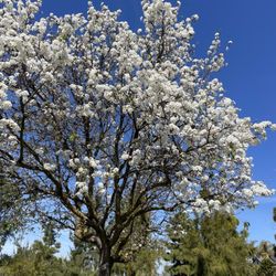 Seabreeze Park - Flowers are blossoming