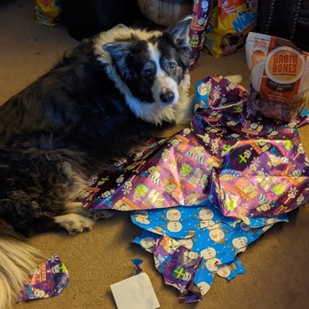 SoCal Veterinary Hospital - Rocky's last happy christmas after opening his present. - Veterinarians Near Me - San Marcos, California SoCal Veterinary Hospital - Rocky's last happy christmas after opening his present. - Veterinarians Near Me - San Marcos, California
