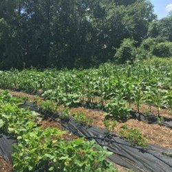 A New Leaf - Blooming Acres is the newest program addition to A New Leaf! Growing produce for local food banks and members of the community.