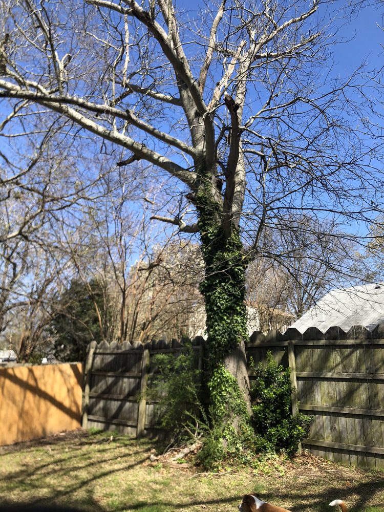 The Whole 9 Tree Service - tree service in Chesapeake, VA