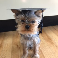 Shelby Semel Dog Training - Brisket's puppy K graduation from Shelby Semel's training