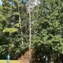 Jose Olvera Tree Service