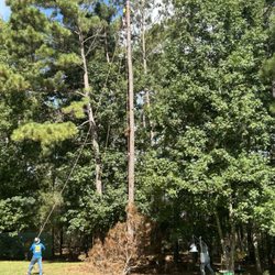 Jose Olvera Tree Service