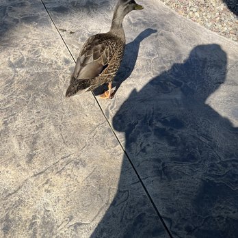 Boulder View Tavern - Ducks - American Near Me - Lake Harmony, Pennsylvania Boulder View Tavern - Ducks - American Near Me - Lake Harmony, Pennsylvania