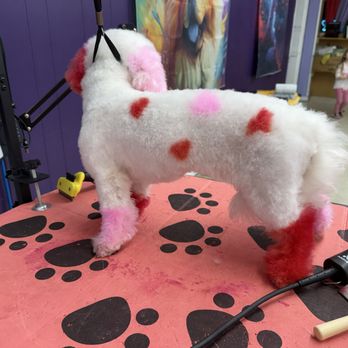 Daisy's Creative Cuts & Colors - Creative grooming session on a customers dog for Valentines Day. - Pet Groomers Near Me - Owens Cross Roads, Alabama Daisy's Creative Cuts & Colors - Creative grooming session on a customers dog for Valentines Day. - Pet Groomers Near Me - Owens Cross Roads, Alabama
