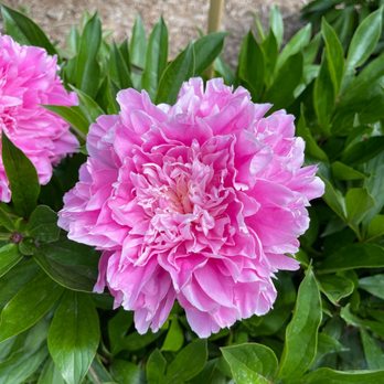 Nichols Arboretum - Peony Garden in Nichols Arboretum - Parks Near Me - Ann Arbor, Michigan Nichols Arboretum - Peony Garden in Nichols Arboretum - Parks Near Me - Ann Arbor, Michigan