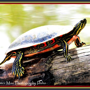 Kathryn Albertson Park - They usually slide into the water, this one was a camera hound :o) - Parks Near Me - Boise, Idaho