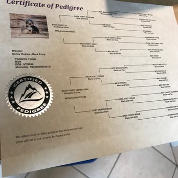 Puppies Plus - Pet Stores Near Me - Melbourne, Florida Puppies Plus - Pet Stores Near Me - Melbourne, Florida
