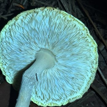 Palm Bluff Conservation Area - Mushroom - Hiking Near Me - Osteen, Florida