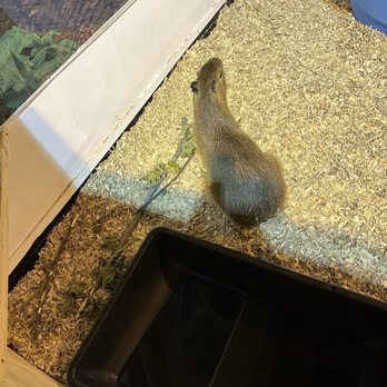 California State Fair - Capybara - Festivals Near Me - Sacramento, California
