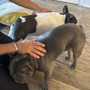 Photo of Puppy Love Dog Grooming