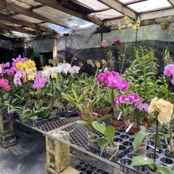 Art Stone - Beautiful orchids in stock