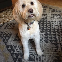 Pixie's fresh haircut Pixie's fresh haircut