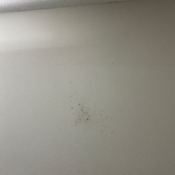 Invitation Homes - Mold on interior drywall - Property Management Near Me - Tampa, Florida Invitation Homes - Mold on interior drywall - Property Management Near Me - Tampa, Florida