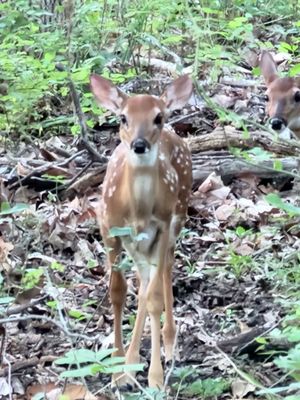 Chickasaw National Recreation Area by null