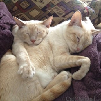Pet and Pamper - In home pet sitting and Overnight Stay - Dog Walkers Near Me - Austin, Texas Pet and Pamper - In home pet sitting and Overnight Stay - Dog Walkers Near Me - Austin, Texas