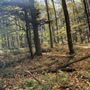 Backyard Adventure UTV Tour