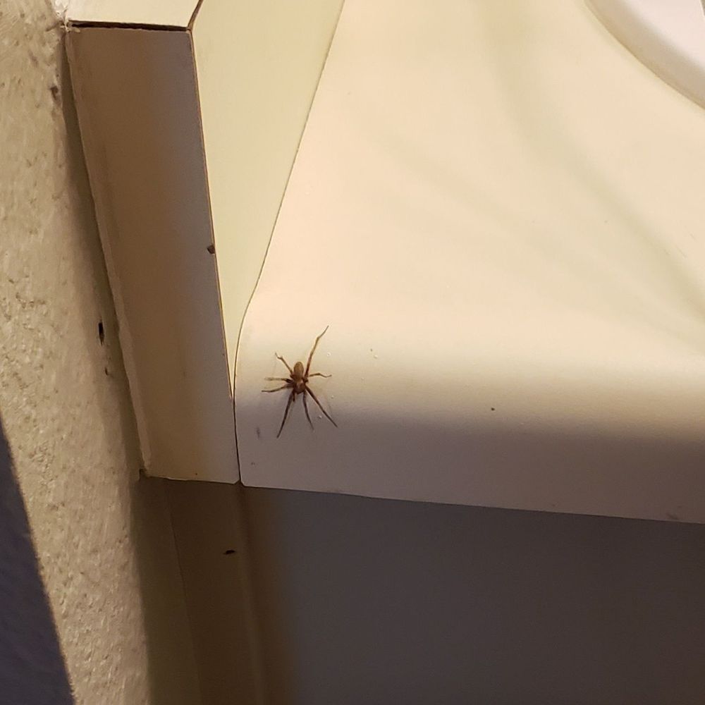 Thunderbird Resort Club - Spider in bathroom. - Resorts Near Me - Sparks, Nevada Thunderbird Resort Club - Spider in bathroom. - Resorts Near Me - Sparks, Nevada