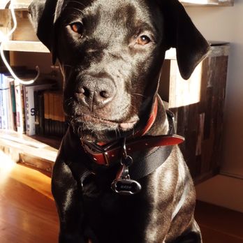 York Veterinary Center - Veterinarians Near Me - New York, New York