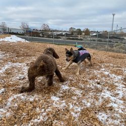 Downtown Doggieville - Copper & Gracie