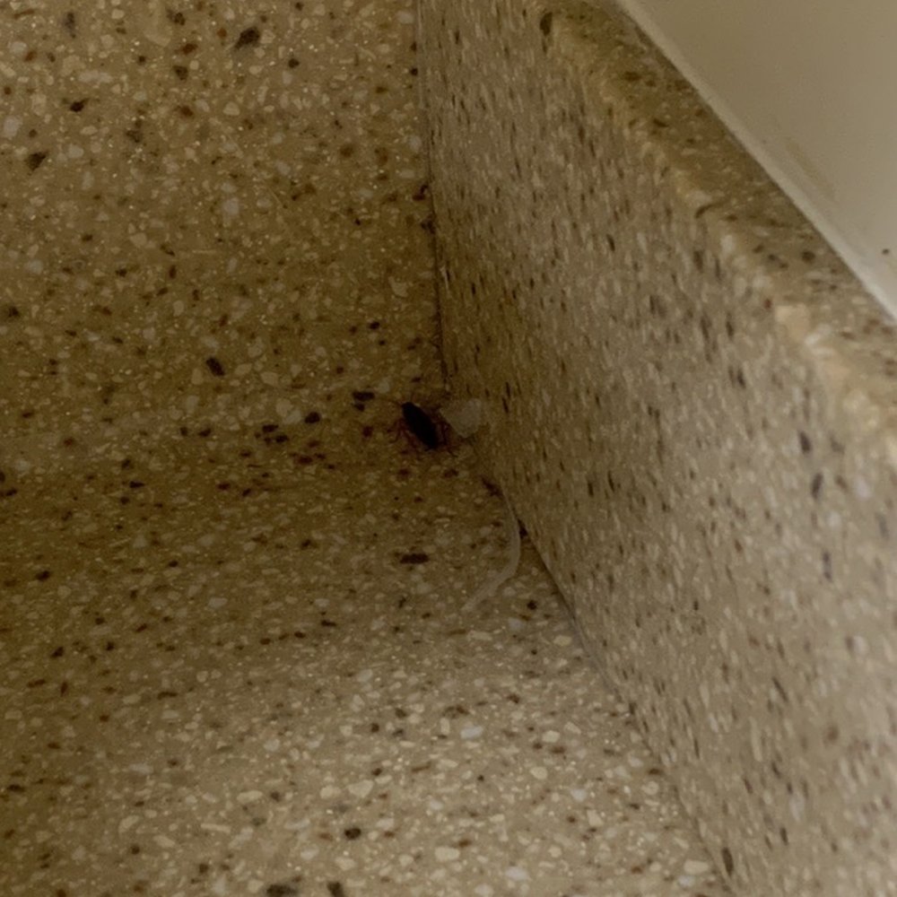Sea Time Condominium - More roaches lurking. - Condominiums Near Me - Ocean City, Maryland Sea Time Condominium - More roaches lurking. - Condominiums Near Me - Ocean City, Maryland