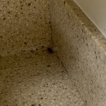 Sea Time Condominium - More roaches lurking. - Condominiums Near Me - Ocean City, Maryland Sea Time Condominium - More roaches lurking. - Condominiums Near Me - Ocean City, Maryland